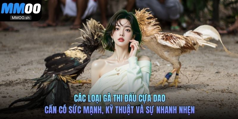 Các loại gà thi đấu cựa dao cần có sức mạnh, kỹ thuật và sự nhanh nhẹn