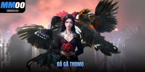 Đá gà Thomo