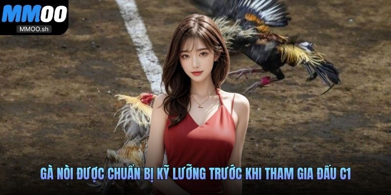 Gà nòi được chuẩn bị kỹ lưỡng trước khi tham gia đấu C1
