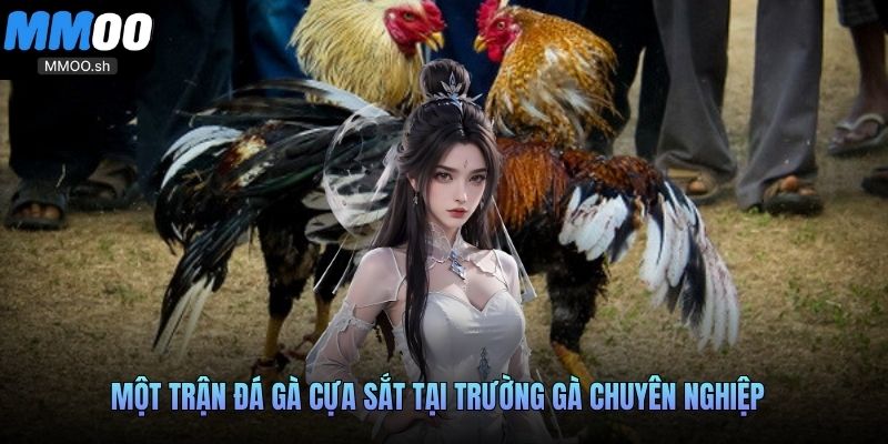 Một trận đá gà cựa sắt tại trường gà chuyên nghiệp
