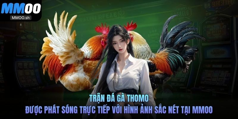 Trận đá gà Thomo được phát sóng trực tiếp với hình ảnh sắc nét tại MMOO