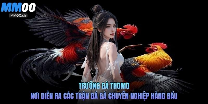 Trường gà Thomo – nơi diễn ra các trận đá gà chuyên nghiệp hàng đầu